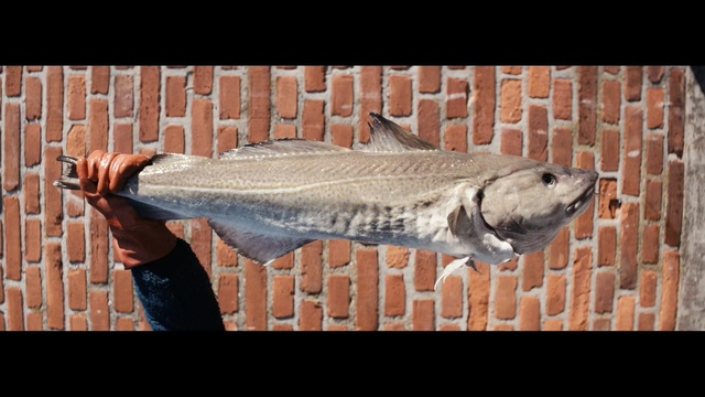 Video Reference: fauna, fish, fish, organism, barramundi