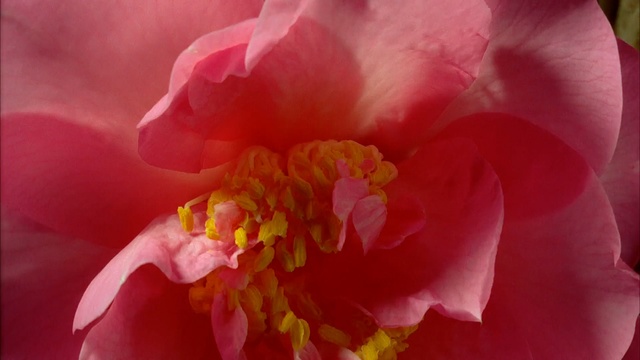 Video Reference: Flower, Petal, Flowering plant, Pink, Red, Plant, Close-up, Theaceae, Japanese Camellia, Macro photography, Person