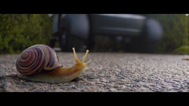 Video Reference: Snails and slugs, Snail, Slug, Sea snail, Molluscs, Invertebrate, Lymnaeidae, Organism, Close-up, Terrestrial animal