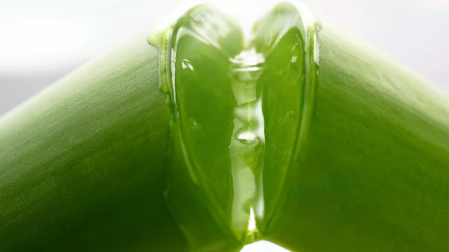 Video Reference: Green, Leaf, Close-up, Plant, Photography, Macro photography