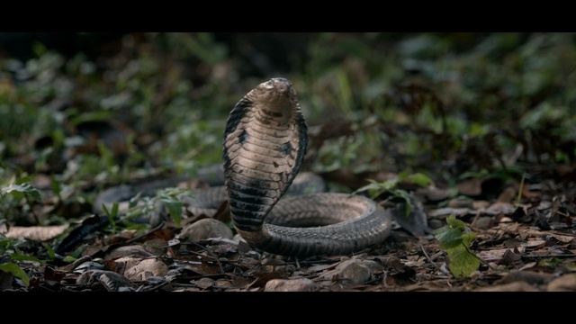 Video Reference: Snake, Reptile, Serpent, Terrestrial animal, Scaled reptile, Elapidae, Indian cobra, Viper, Sidewinder, Wildlife, Person
