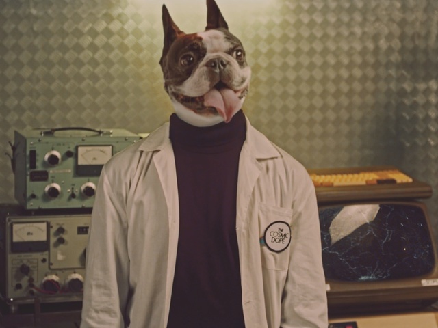 Video Reference: Boston terrier, Canidae, Dog, Snout, French bulldog, Whiskers, Non-Sporting Group, Carnivore, Ear, Companion dog