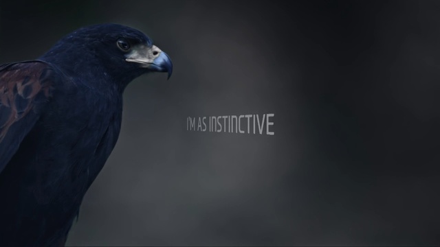 Video Reference: Bird, Black, Beak, Blue, Eagle, Sky, Organism, Bird of prey, Raven, Accipitriformes