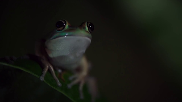 Video Reference: Frog, True frog, Amphibian, Tree frog, Toad, Shrub frog, Bullfrog, Organism, Adaptation, Macro photography