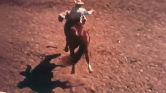 Video Reference: animal sports, soil, cattle like mammal, bull, traditional sport, event