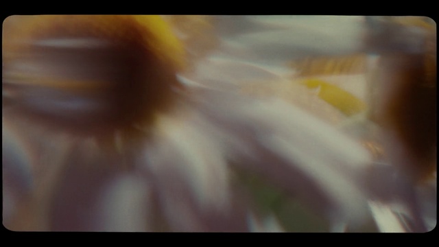 Video Reference: Yellow, Close-up, Macro photography, Eye, Flower, Plant, Iris, Photography, Petal, Art