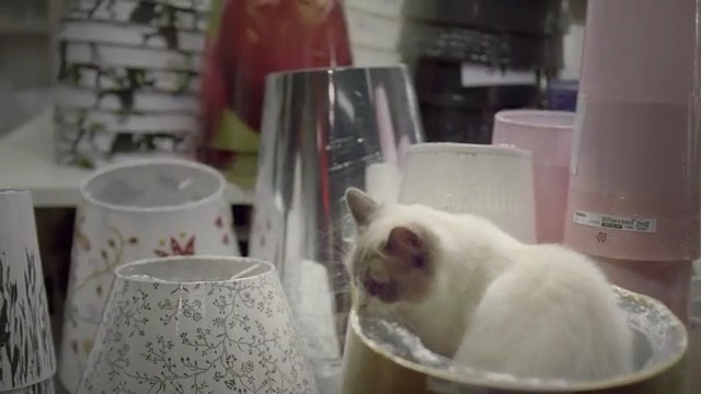 Video Reference: cat, small to medium sized cats, cat like mammal, whiskers, kitten, Person