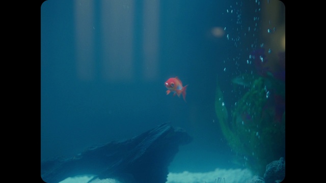 Video Reference: Blue, Underwater, Marine biology, Organism, Aqua, Turquoise, Water, Aquarium, Fish, Sea