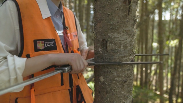 Video Reference: Tree, Chainsaw, Wood, Plant, Woodland