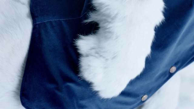 Video Reference: Fur, Blue, Cobalt blue, Collar, Outerwear, Textile, Electric blue, Tail, Fur clothing, Jeans
