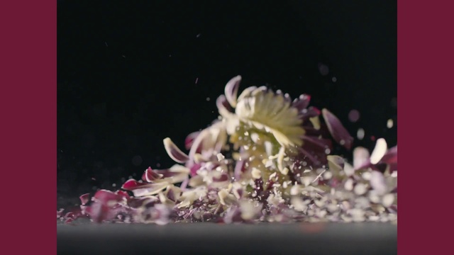 Video Reference: Organism, Pink, Flower, Sea anemone, Plant, Macro photography, Photography, Petal, Marine invertebrates