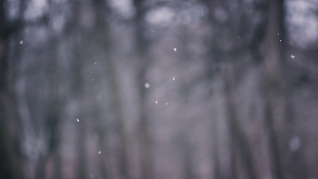 Video Reference: Water, Black, Tree, Snow, Atmospheric phenomenon, Wood, Sky, Winter, Branch, Black-and-white, Person
