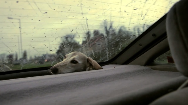 Video Reference: dog, dog like mammal, car, snout, dog breed, sporting group