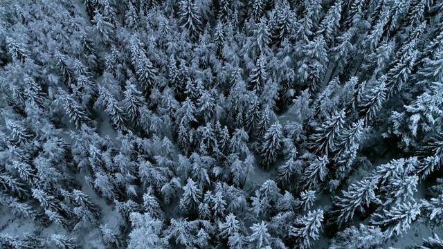 Video Reference: Arizona Cypress, Frost, Freezing, Winter, Tree, Colorado spruce, shortleaf black spruce, Snow, Plant, Subshrub