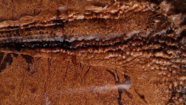 Video Reference: Brown, Soil, Organism, Adaptation, Pest