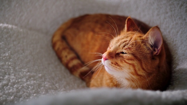 Video Reference: Cat, Whiskers, Small to medium-sized cats, Felidae, Facial expression, Tabby cat, European shorthair, Carnivore, Snout, Kitten