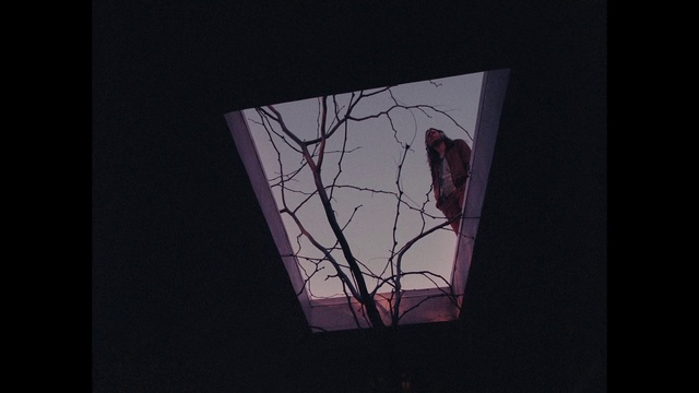 Video Reference: Branch, Purple, Pink, Tree, Magenta, Darkness, Still life photography, Visual arts, Window, Plant