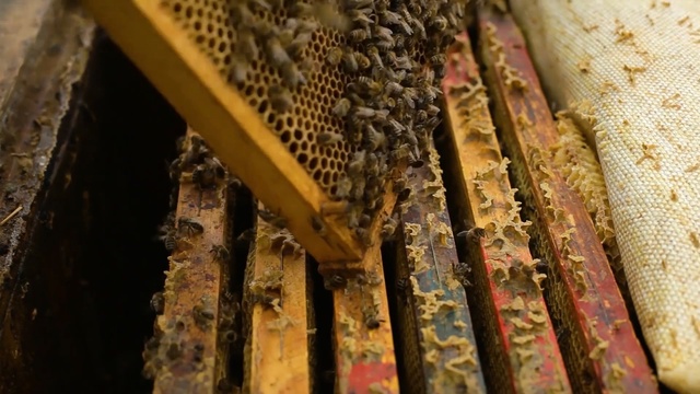 Video Reference: Bee, Beehive, Honeybee, Insect, Membrane-winged insect, Pollinator, Apiary, Design, Pattern, Honeycomb, Person