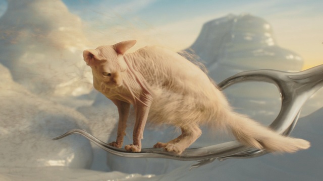 Video Reference: Tail, Cat, Illustration