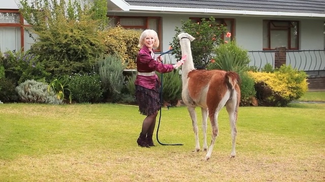 Video Reference: horse, horse like mammal, mare, grass, foal, pack animal, horse supplies, stallion, pasture, tree