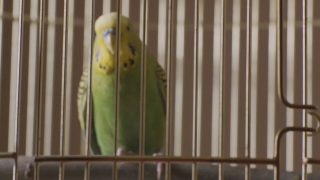 Video Reference: bird, common pet parakeet, parakeet, cage, parrot, fauna, beak, lovebird, perico, cockatiel