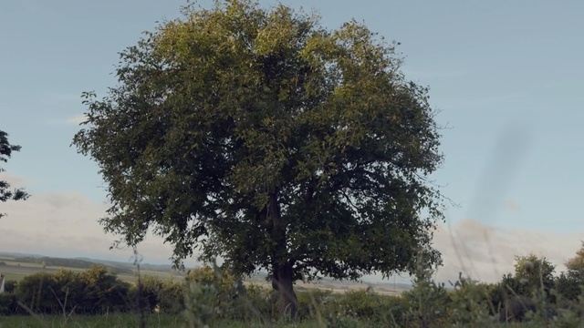 Video Reference: Tree, Woody plant, Plant, Savanna, California live oak, Californian white oak, Wildlife, Oak, Plain, Person