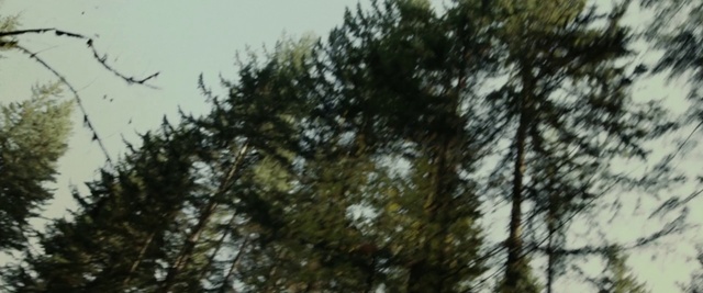 Video Reference: Tree, Nature, Vegetation, Branch, Woody plant, Plant, Sky, Biome, Forest, Wildlife, Outdoor, Snow, Skiing, Man, Riding, Air, Jumping, Standing, Woman, Flying, Slope, Bird, Young, People, Large, Covered, Hill, Red, Doing, Group