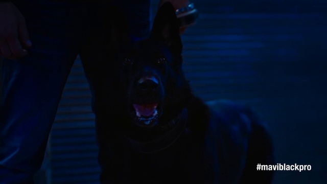 Video Reference: Blue, Black, Personal protective equipment, Darkness, Light, Cobalt blue, Electric blue, Organism, Photography, Wetsuit