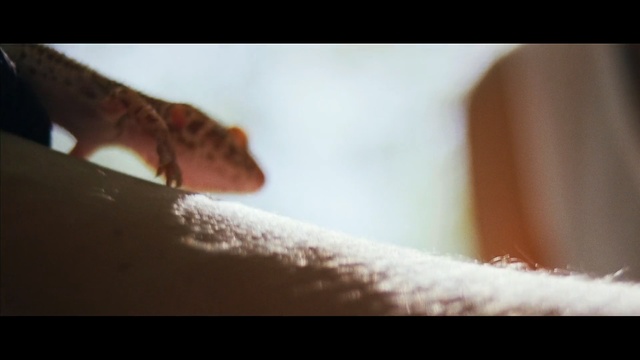 Video Reference: Photograph, Close-up, Brown, Macro photography, Photography, Hand, Sunlight, Finger, Gecko