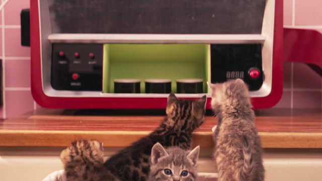 Video Reference: Cat, Mammal, Vertebrate, Small to medium-sized cats, Felidae, Whiskers, Kitten, Domestic short-haired cat, Carnivore, Pixie-bob