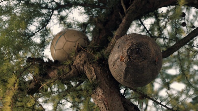 Video Reference: Tree, Sphere, Plant, Branch, Trunk