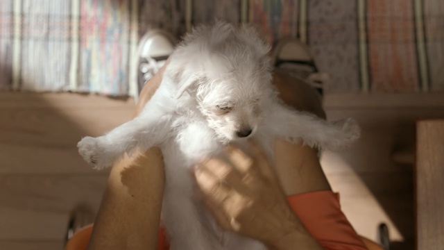 Video Reference: Mammal, Dog, Vertebrate, Dog breed, Canidae, Companion dog, Kuvasz, Carnivore, Bichon, Maltese, Person