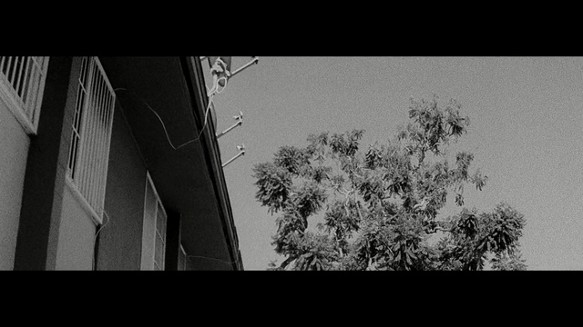 Video Reference: sky, black, black and white, monochrome photography, tree, photography, atmosphere, snapshot, architecture, monochrome