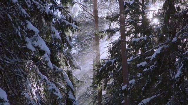 Video Reference: Tree, Nature, Forest, Natural environment, Tropical and subtropical coniferous forests, Old-growth forest, Snow, Biome, Winter, Woody plant