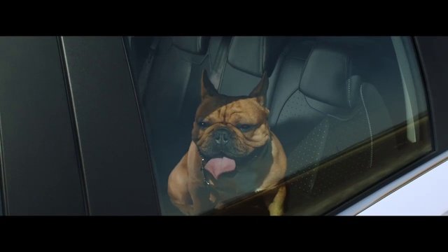 Video Reference: Dog, Mammal, Canidae, Dog breed, French bulldog, Snout, Olde english bulldogge, Carnivore, Fawn, Non-Sporting Group