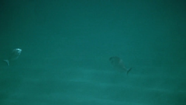 Video Reference: underwater, aqua, sea, marine biology, water, turquoise, marine mammal, organism, ocean, fin