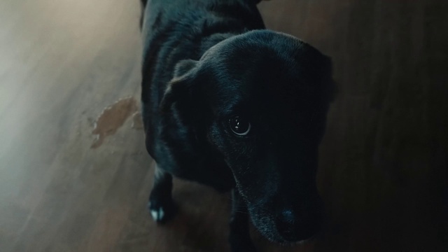 Video Reference: Dog, Dog breed, Carnivore, Grey, Whiskers, Plant, Electric blue, Working animal, Borador, Sporting Group