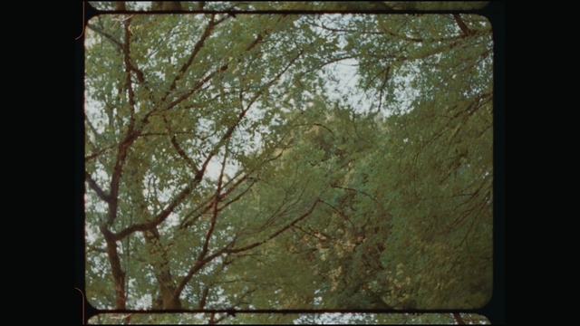 Video Reference: Green, Nature, Tree, Leaf, Natural environment, Branch, Woody plant, Rectangle, Plant, Wood