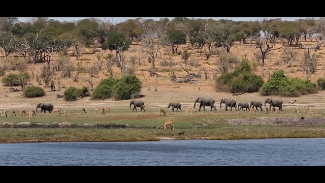 Video Reference: wildlife, herd, ecosystem, nature reserve, wilderness, fauna, safari, savanna, animal migration, national park