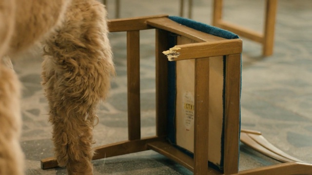 Video Reference: furniture, wood, chair, flooring, fur, floor, table, dog like mammal, Person