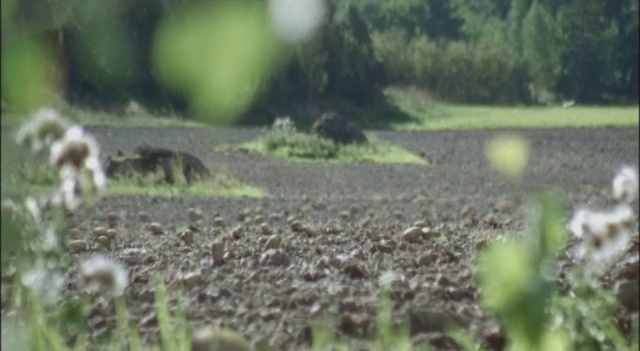 Video Reference: Nature, Grass, Pasture, Vegetation, Wildlife, Natural environment, Nature reserve, Field, Soil, Grass family