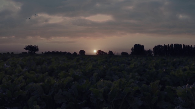 Video Reference: Sky, Nature, Atmospheric phenomenon, Cloud, Biome, Atmosphere, Morning, Horizon, Evening, Tree