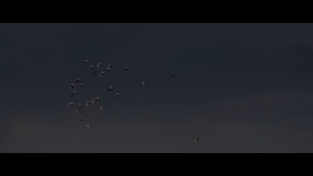 Video Reference: Bird, Sky, Animal migration, Flock, Bird migration, Wing, Event, Electric blue, Science, Darkness