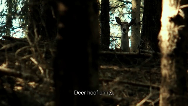 Video Reference: Tree, Woodland, Nature, Forest, Natural environment, Old-growth forest, Vegetation, Jungle, Trunk, Nature reserve