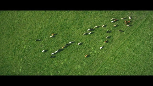 Video Reference: green, ecosystem, grass, grassland, biome, grass family, pasture, lawn, meadow, plain