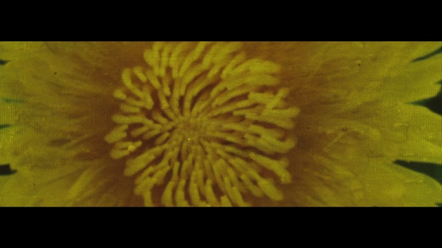 Video Reference: Nature, Yellow, Green, Flower, Pollen, Macro photography, Plant, Close-up, Petal, Dandelion