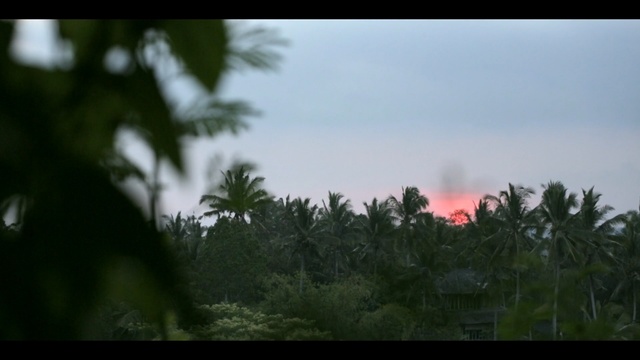 Video Reference: Vegetation, Nature, Sky, Tree, Atmospheric phenomenon, Jungle, Cloud, Natural environment, Morning, Rainforest