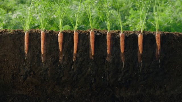 Video Reference: Grass, Soil, Plant, Grass, Lawn, Plant stem