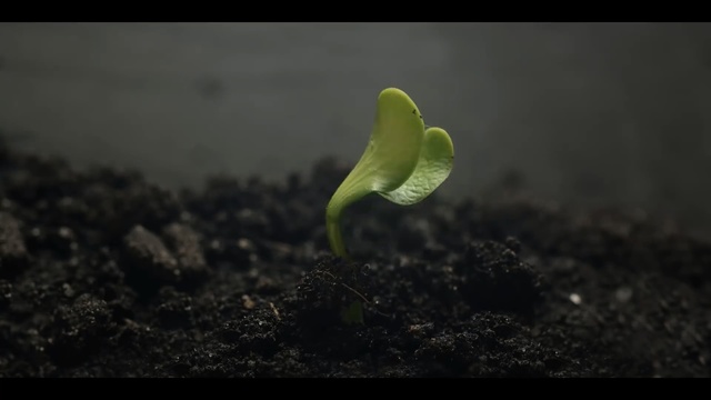 Video Reference: Nature, Black, Leaf, Green, Soil, Plant, Organism, Photography, Atmosphere, Plant stem