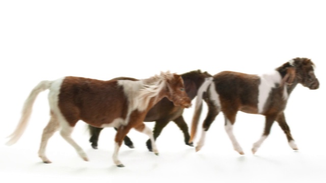 Video Reference: Mammal, Vertebrate, Horse, Herd, Mane, Shetland pony, Mare, Mustang horse, Livestock, Pony